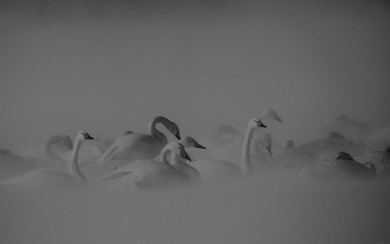 White Swan Flock
