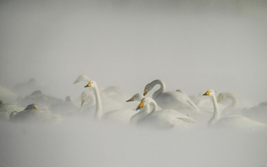 White Swans In Mist