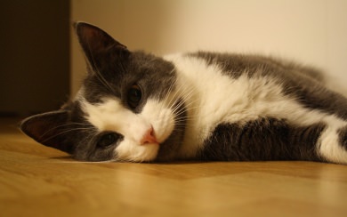 Cat Laying On The Floor