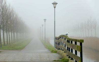 Best Fog Photographs