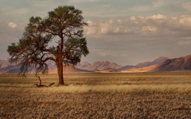 Namibia Nature Meadow Grass