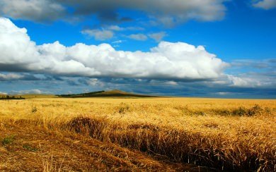 Wheat Field in Autumn
