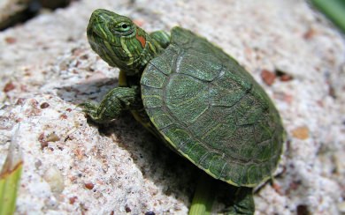 Baby Turtle Wallpaper Hd