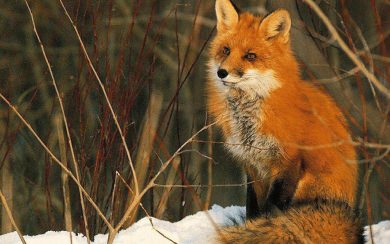 Beautiful red fox Wallpaper