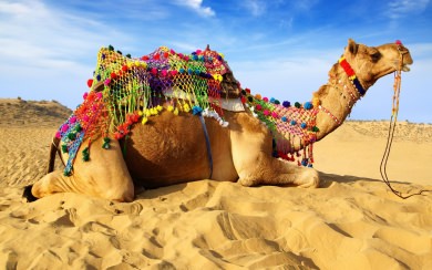 Camel Desert Lying Down Sand Wallpapers