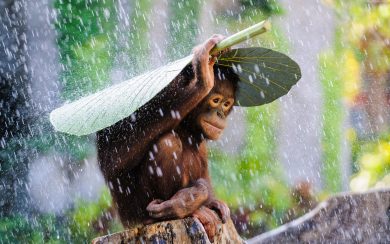 Chimpanzee Congo River tourism banana