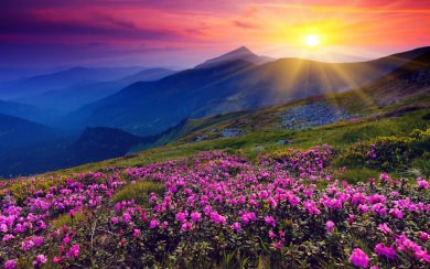 Flowers Hills Landscape Sunrise Wallpapers HD Free