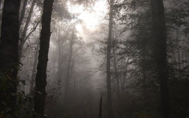Foggy Forest Wallpapers  Tags