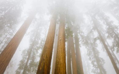 Foggy Sequoias Sequoia National Park