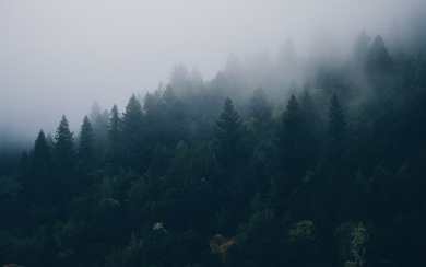 Free Pacific Northwest Fog Wallpapers