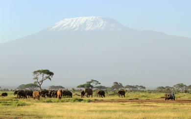 Kilimanjaro Safari Wallpapers