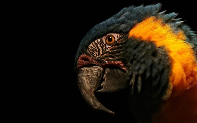 Macaw new 2021 pics Wallpapers