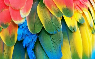 Macaw parrot bird cute pics