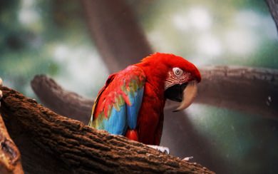 Macaw Parrot Closeup HD Birds 4k