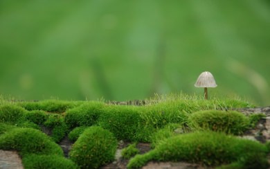 Macro Mushroom HD desktop wallpapers