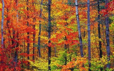 Nature colors new hampshire wallpapers