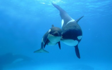 Orca Wallpapers Animals