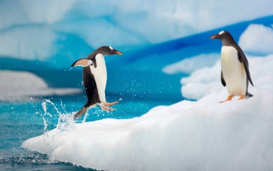 Penguin Couple Snow Ice