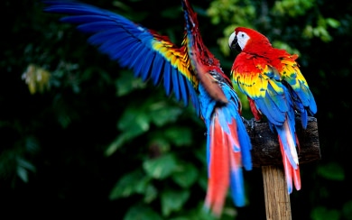 Scarlet Macaw 2020 HD Wallpaper Background Image 1920x1080 ID