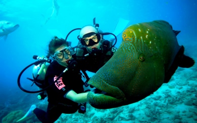 Scuba Diving Wallpapers and Photos