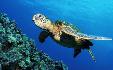 Sea Turtle Wallpaper Boncia Boncia