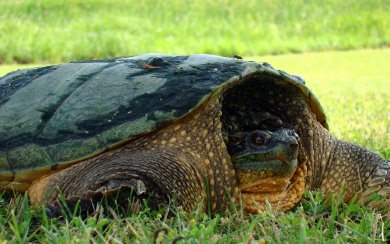 Snapping Turtle HD Wallpapers