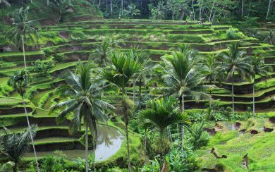 Ubud Wallpapers Image Photos Pictures Backgrounds