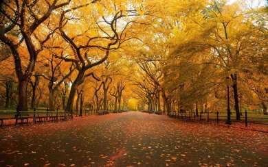 United States New York New York City Central Park in the Fall