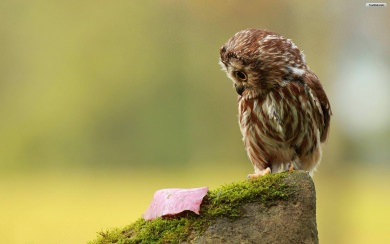 Wallpapers For gt Cute Baby Owl Wallpapers