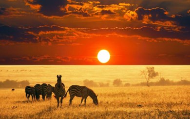 Wild Animals 2020 Safari Backgrounds Wallpapers