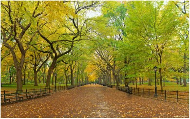 Best 2020 4K Photos iPhone Central Park