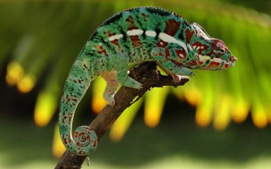 Chameleon Images for Mobile iPhone Mac