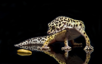 Gecko Wallpapers 68 background pictures
