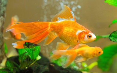 Goldfish 4K Images For Phone PC Mac