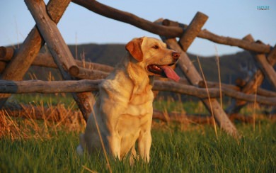 Labrador 2020 Background Pictures iPhone Android