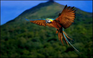 Macaw 2020 iPhone Mac Wallpapers