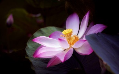 The Lotus Flower New Wallpapers