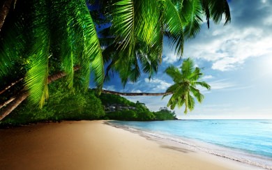 tropical paradise sunshine mobile pictures