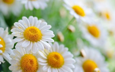 Yellow Daisy 2020 Wallpapers For Mobile