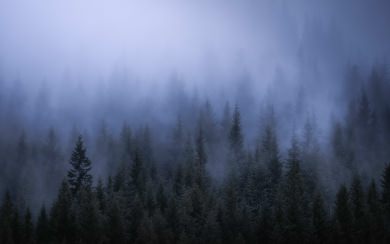 4k Fog Dark Forest 2020