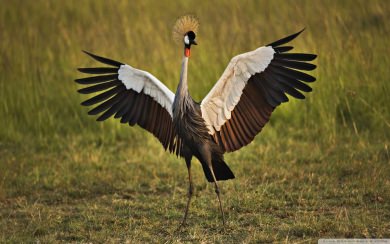 African Crowned Crane 2020 4K
