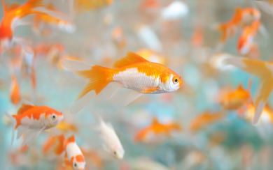 4543380 fish, simple, goldfish, digital art, simple background, circle,  bubbles, Chinese - Rare Gallery HD Wallpapers