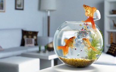 Goldfish Ultra 4K 2020