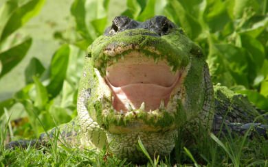 Alligator Pictures 4K Background Desktop iPhone