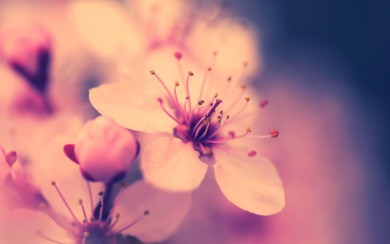 Cherry Blossom 4K HD Japan
