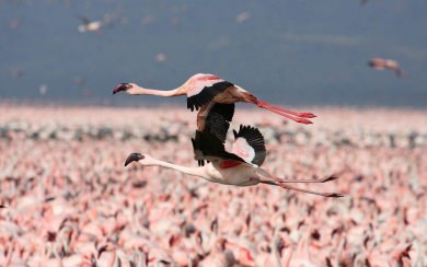 Flamingos Kenya 4k 2020