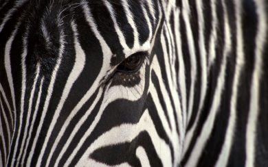 4K Pictures Zebras