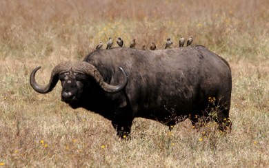 African Buffalo Wallpaper HD 29 2305 X 1505