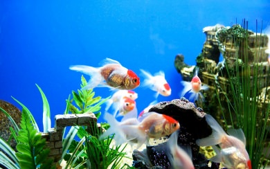 Aquarium Minimalist For Mobile iPhone X