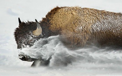 Bison 8K HD iPhone PC Photos Pictures Backgrounds